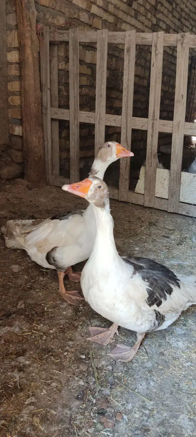 دو جفت غاز|حیوانات مزرعه|معصومیه, |دیوار