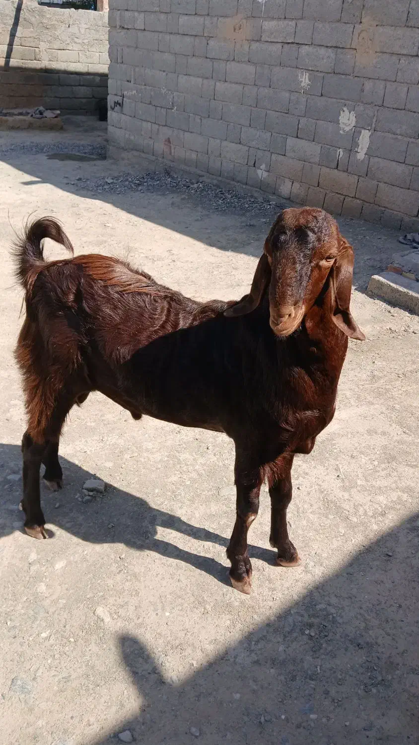 چپشت|حیوانات مزرعه|کهنوج, |دیوار