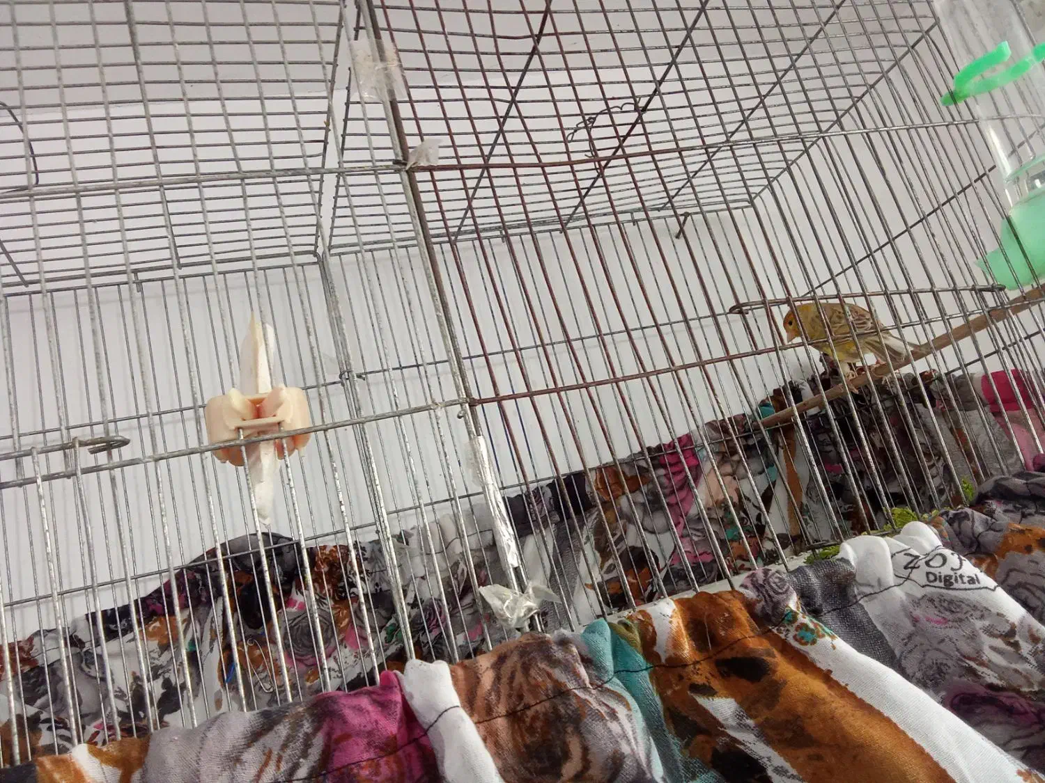 قناری نر بخون|پرنده|شهریار, شهریار|دیوار