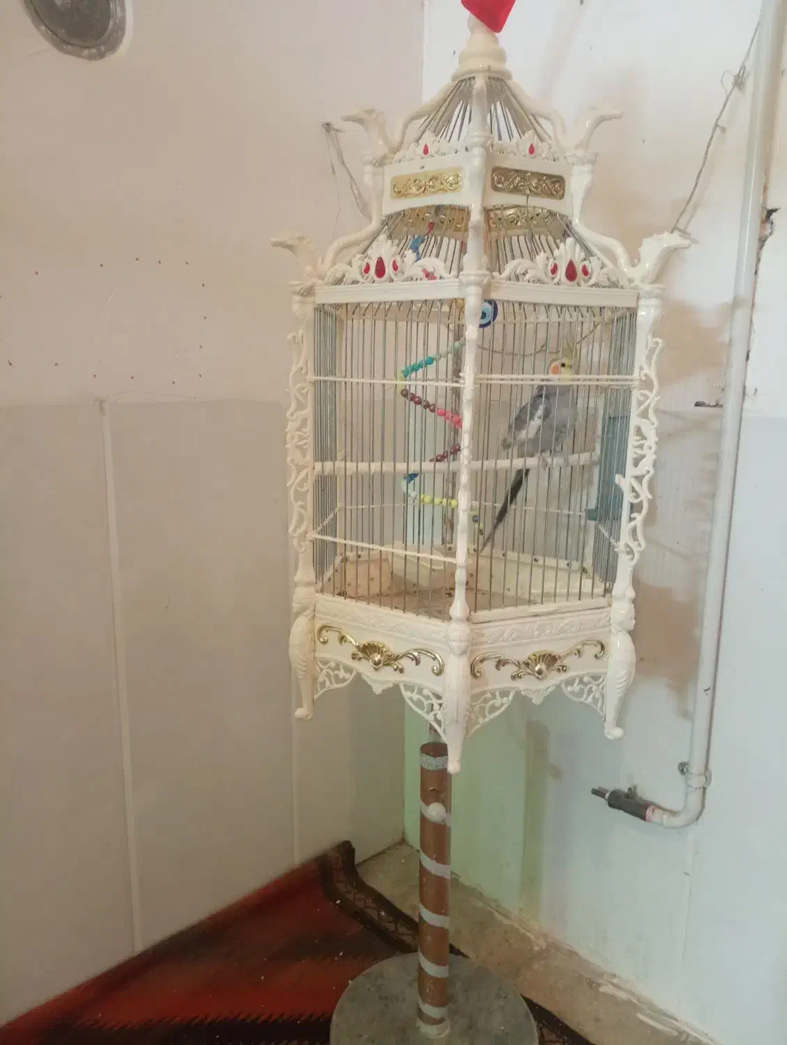 یک عروس خوش صدا و آواز خون|پرنده|میبد, |دیوار