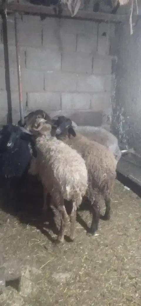 بره نر|حیوانات مزرعه|عباس‌آباد, |دیوار