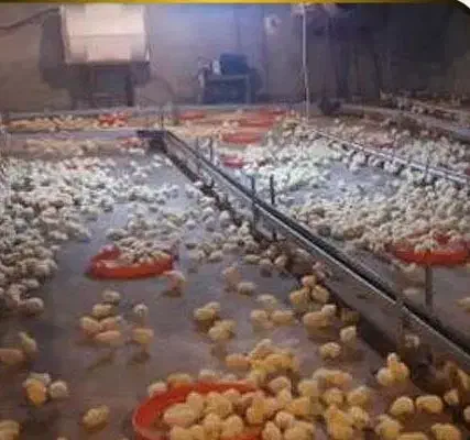 دانخوری زنجیری مرغداری ابخوری جامبو یکروزه هواکش۵۰|ماشین‌آلات صنعتی|قزوین, |دیوار