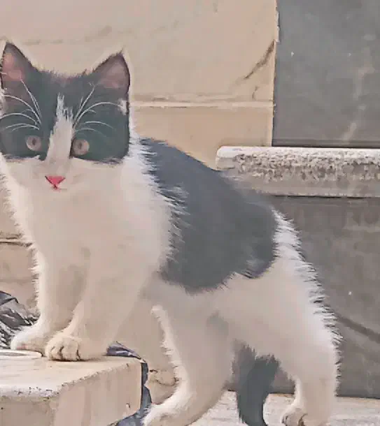 واگذاری گربه کاملا رایگان|گربه|اصفهان, لاله|دیوار