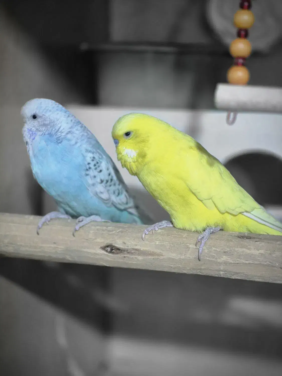 فروش جفت دورگ مرغ عشق انگلیسی|پرنده|خمینی‌شهر, |دیوار