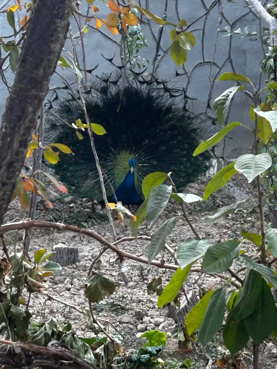 طاووس بالغ|پرنده|شاهرود, |دیوار