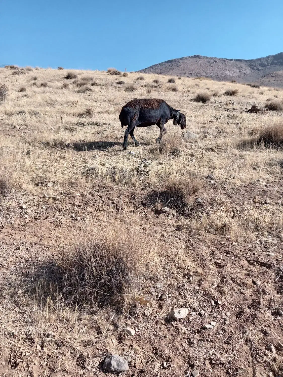 دوراس میش غزل افشار ابستن|حیوانات مزرعه|داران, |دیوار