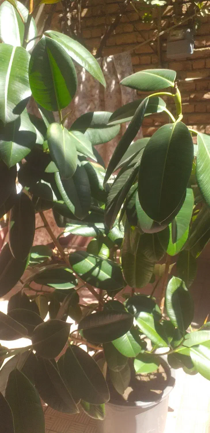 گل جو فیل|گل و گیاه طبیعی|اشنویه, |دیوار