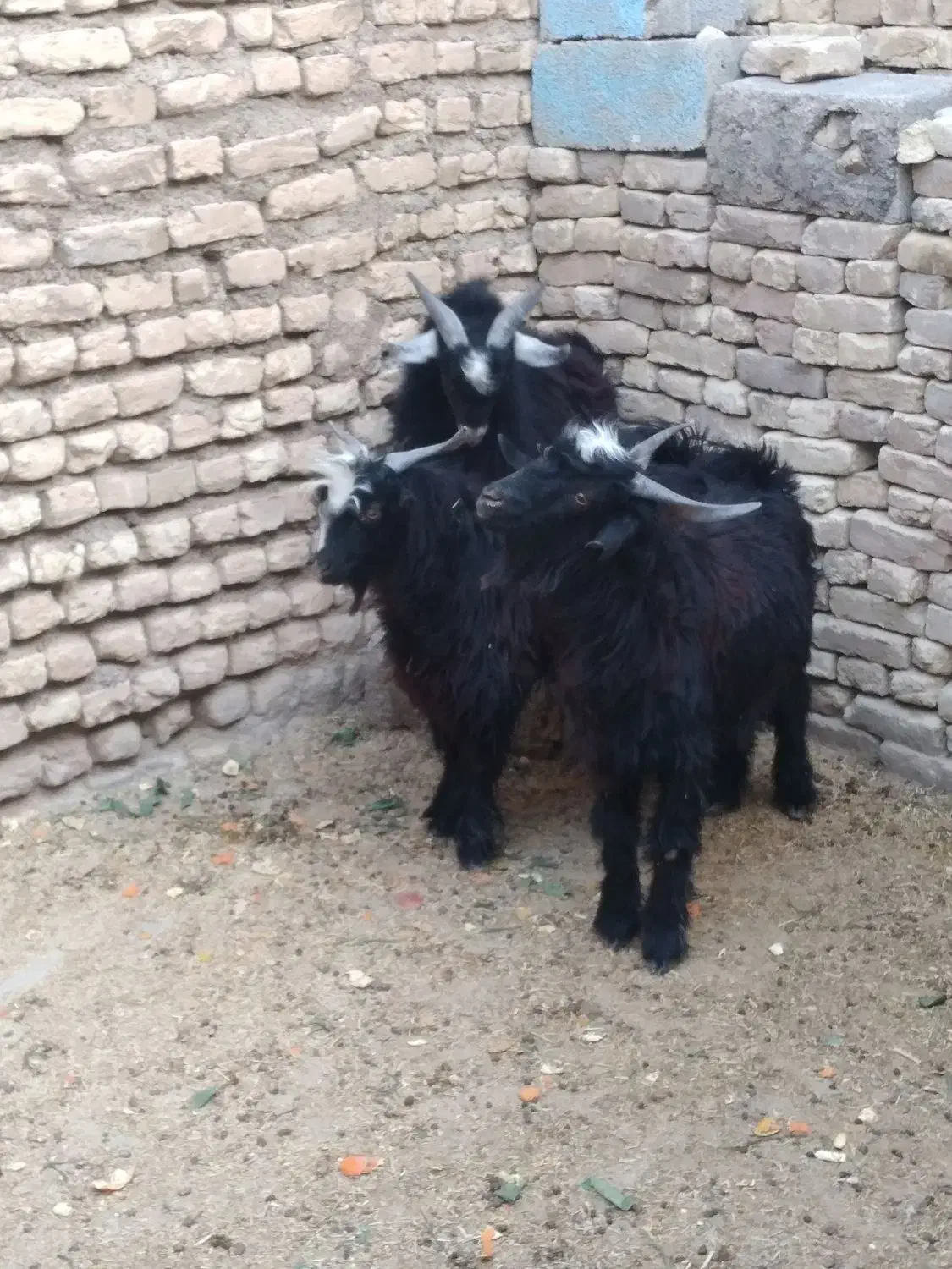 بزغاله چاق|حیوانات مزرعه|دهلران, |دیوار