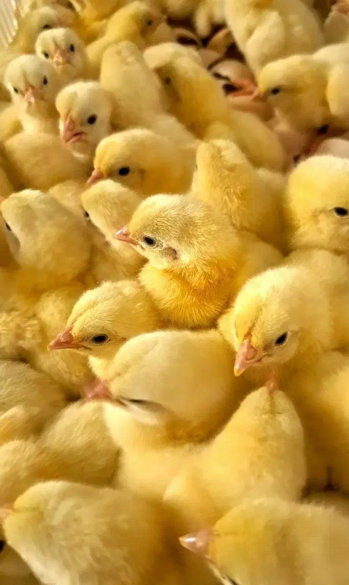 جوجه گوشتی|حیوانات مزرعه|پیربازار, |دیوار