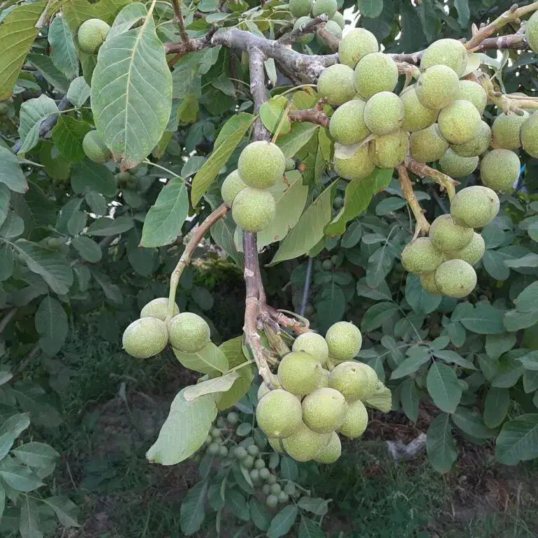 نهالستان انواع نهال دیرگل و اقتصادی|خدمات باغبانی و درختکاری|جوانرود, |دیوار