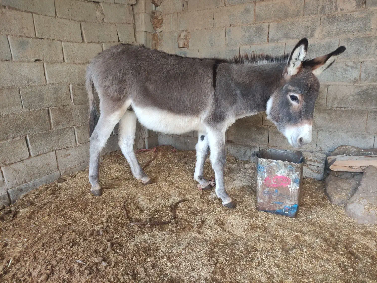 خر نر قیمت 8 ملیون الاغ گوسفندی چاق|حیوانات مزرعه|کلاله, |دیوار