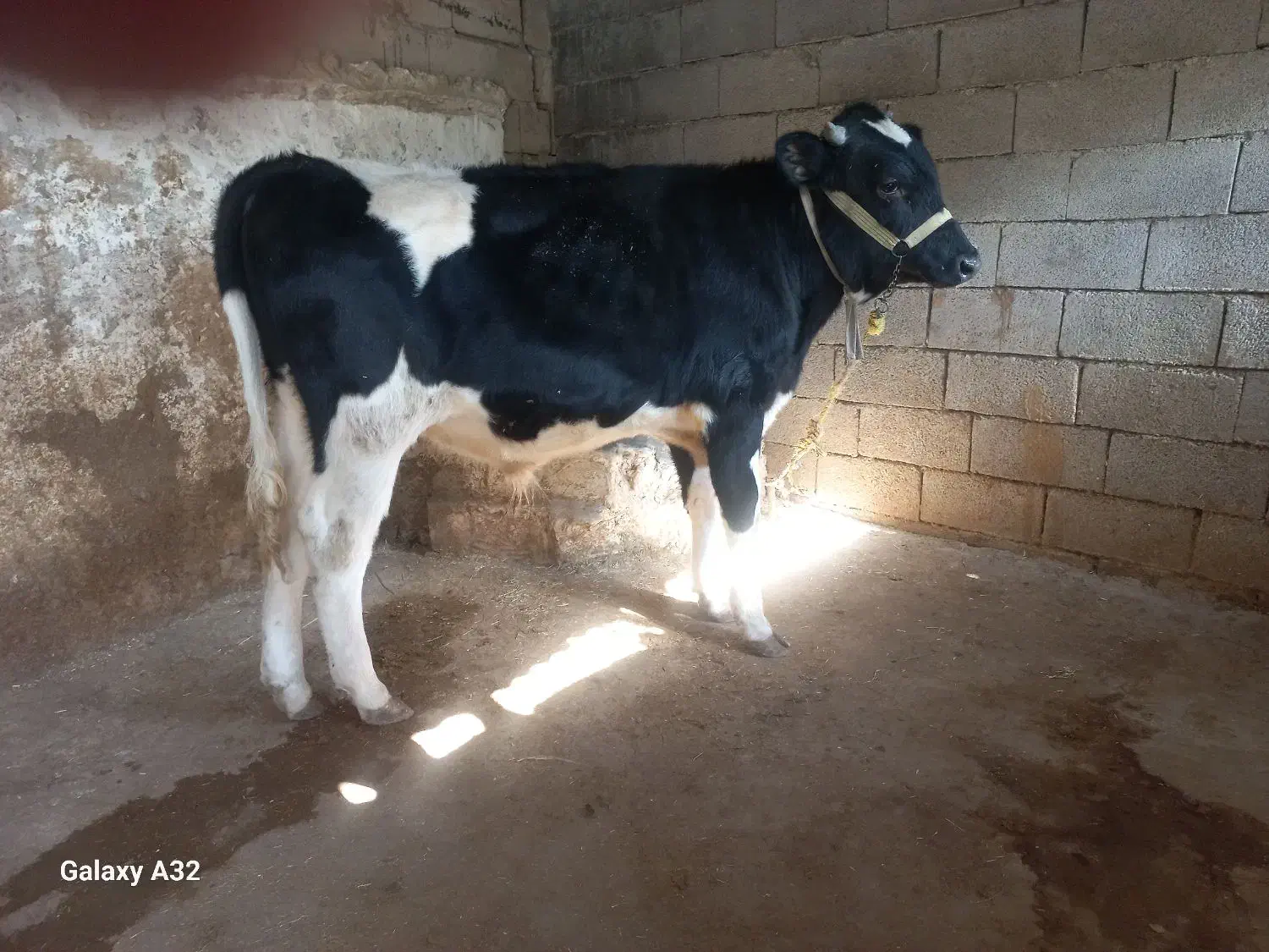 گوساله نر ۹ ماهه هلشتاین درجه یک گاو|حیوانات مزرعه|صحنه, |دیوار