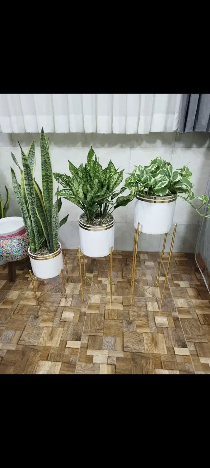 غول پیکر سانسوریا ابلغ|گل و گیاه طبیعی|قم, شهرک فاطمیه|دیوار