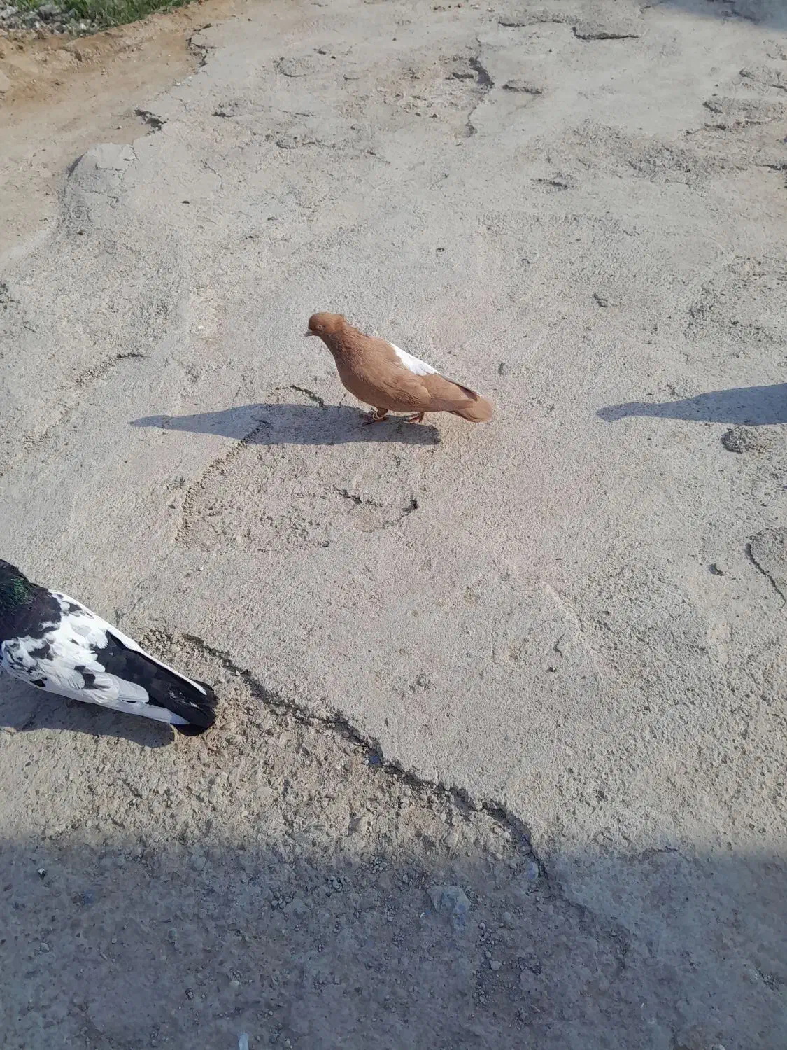 یکت سفید|پرنده|کرخه, |دیوار