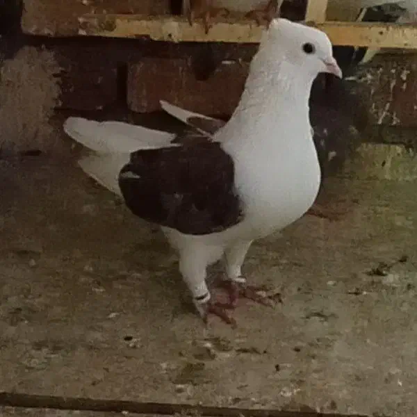 کفتر پشت سورخ|پرنده|قزوین, |دیوار