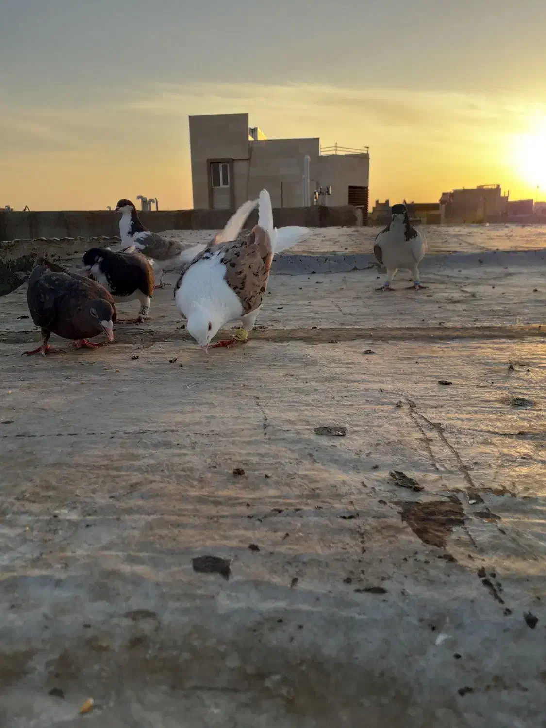 پشت دار نر|پرنده|تاکستان, |دیوار