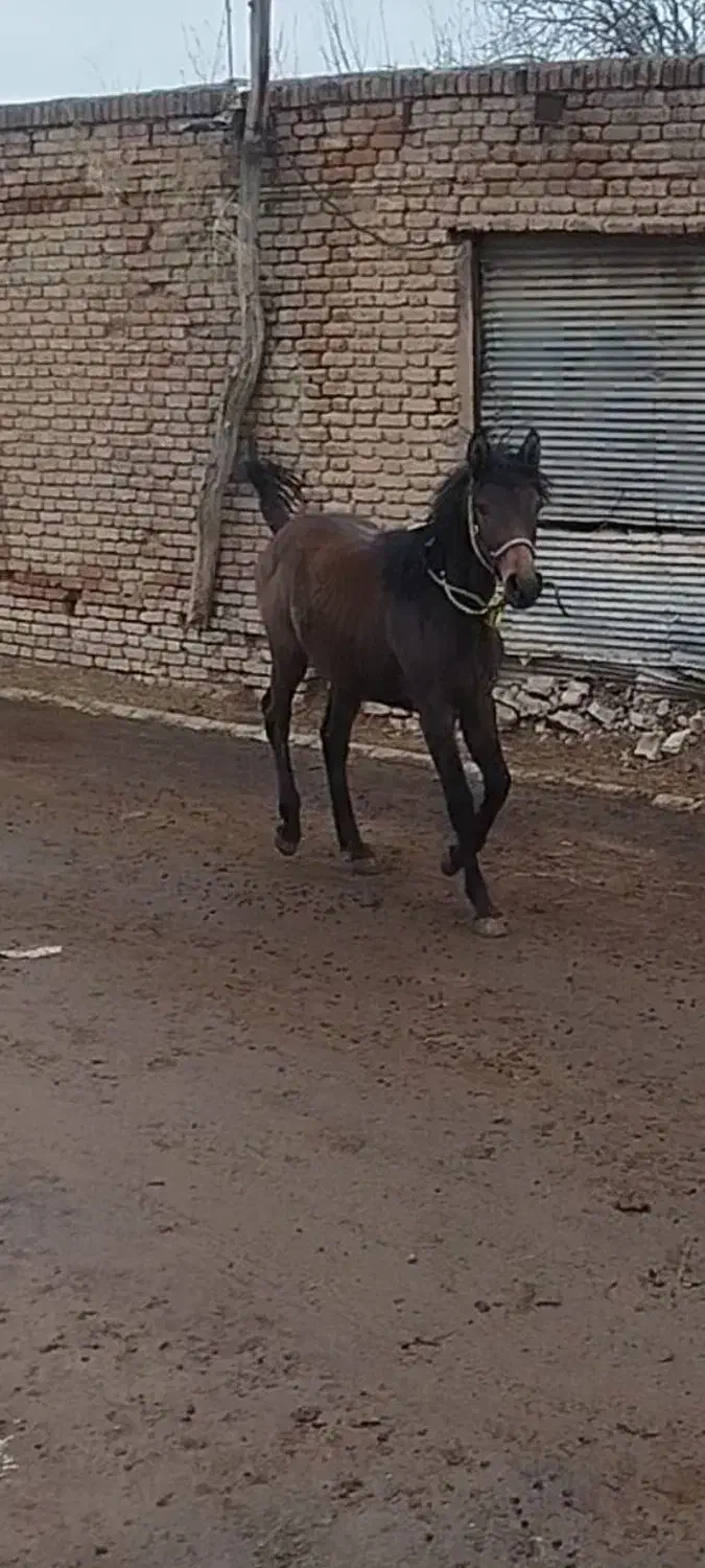 اسب|اسب و تجهیزات اسبسواری|سلماس, |دیوار