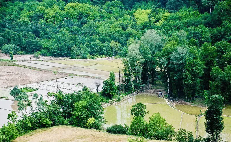 زمین مسکونی باغی گیلان.