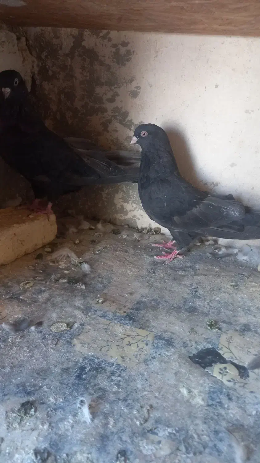 کبوتر نوک ریز چشم نوک سرور|پرنده|بروجن, |دیوار