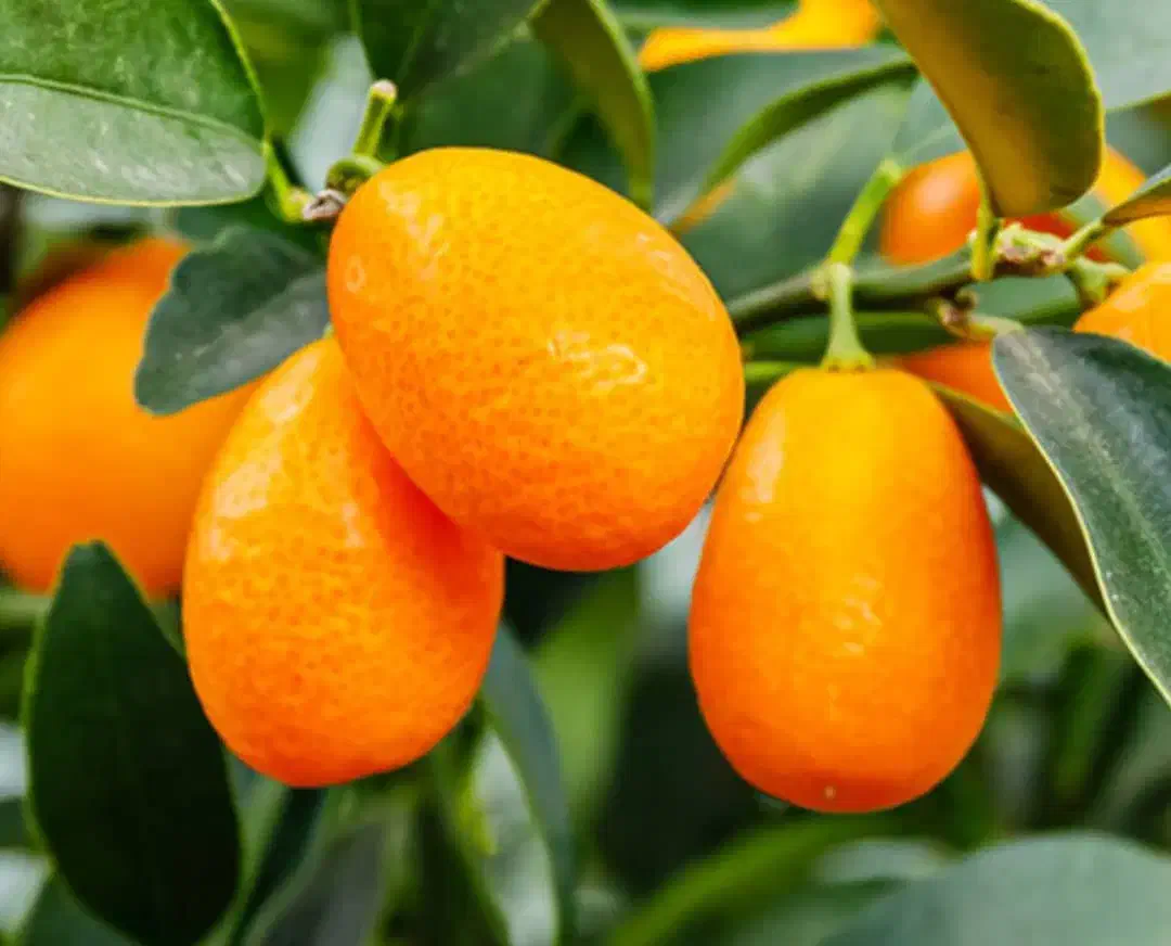 خریدار کام کوات|خدمات باغبانی و درختکاری|تنکابن, |دیوار