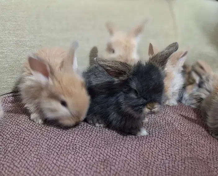 بچه خرگوش های لوپ|موش و خرگوش|قم, جهان بینی|دیوار