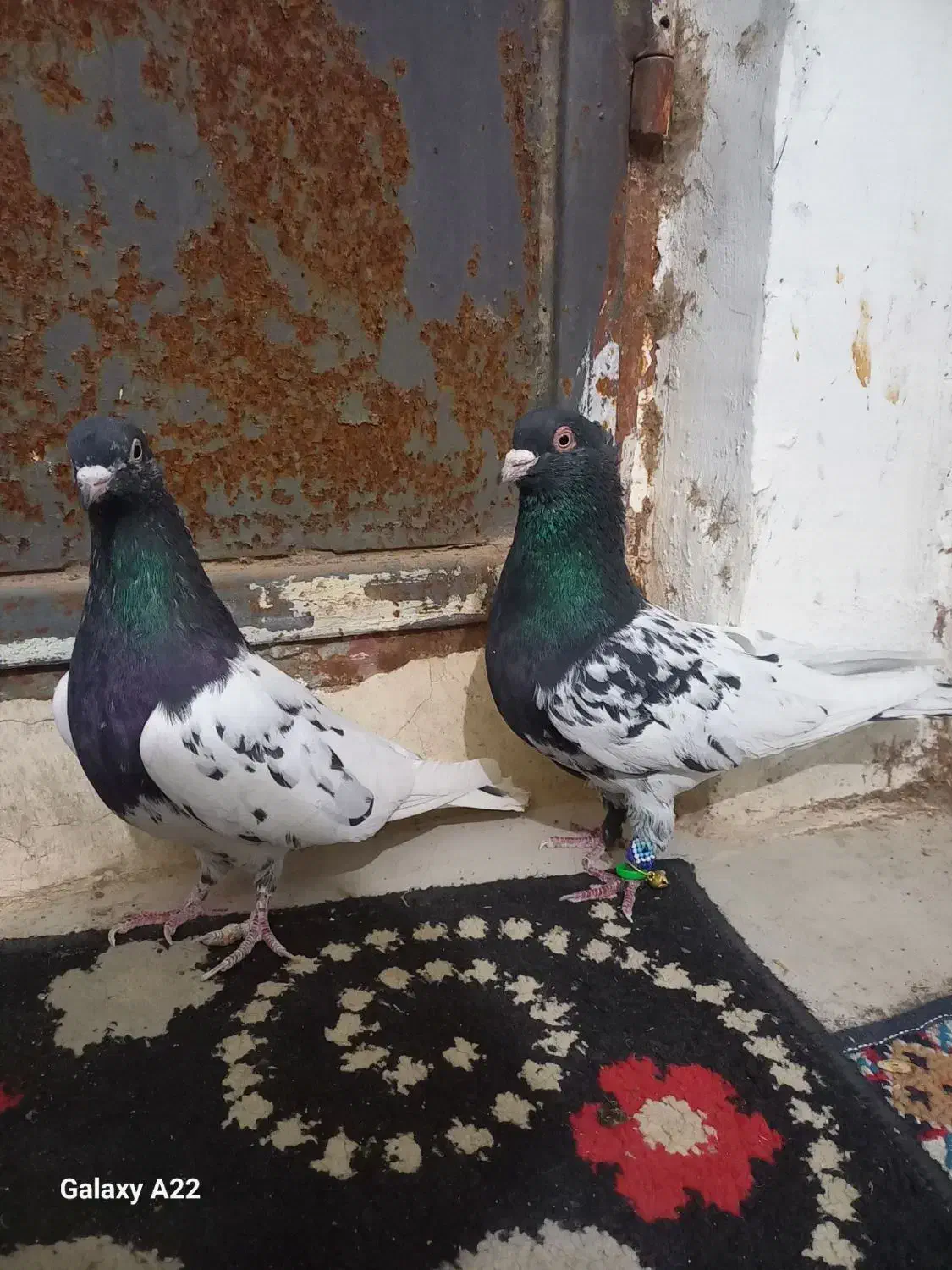 کبوتر|پرنده|تایباد, |دیوار