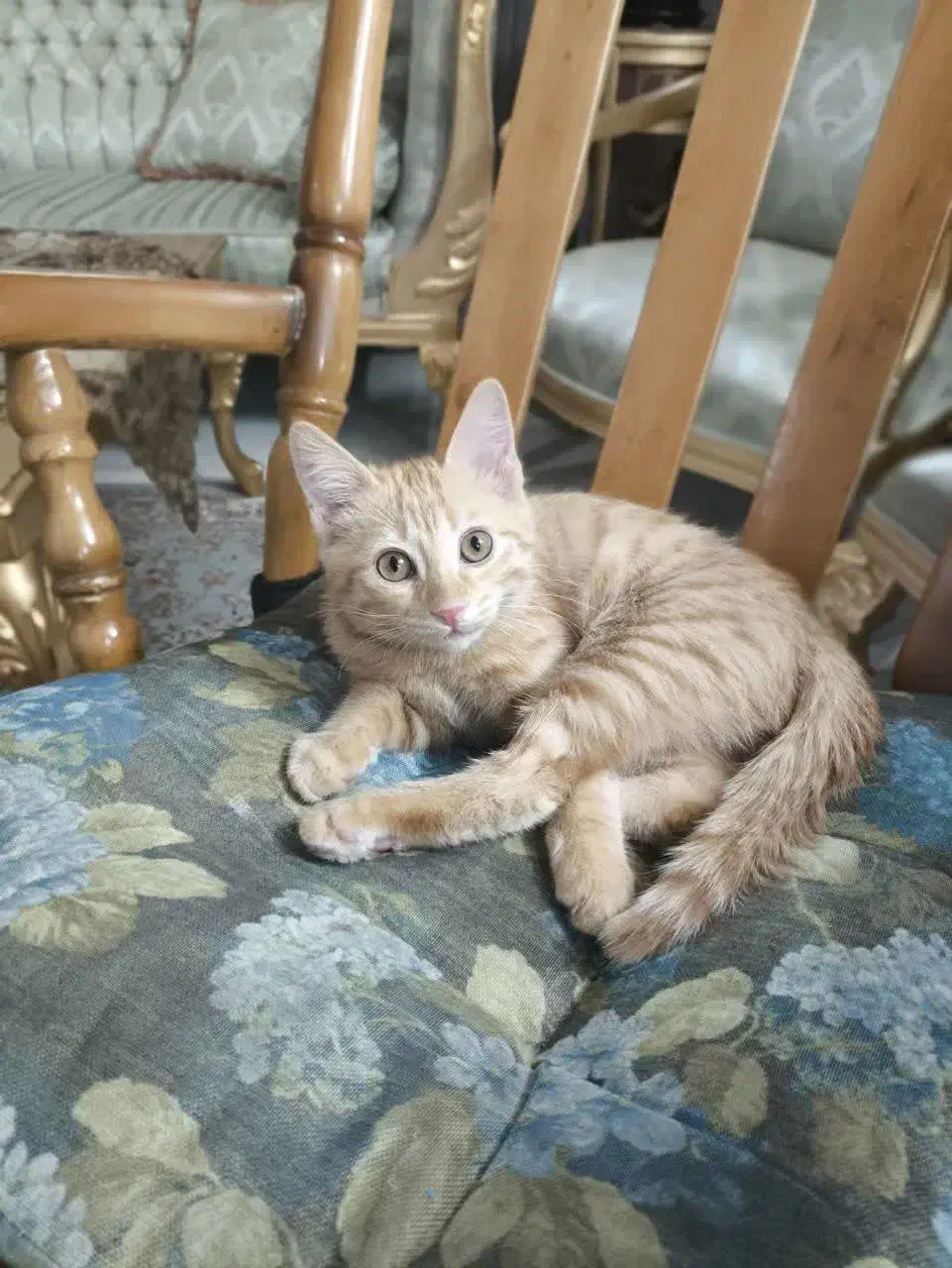 گربه نارنجی|گربه|اصفهان, شاهزید|دیوار