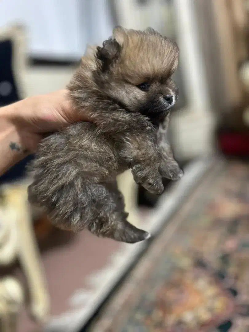 سگ پامر|سگ|نسیم‌شهر, |دیوار