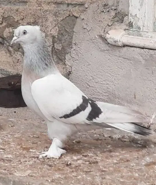 کبوتر ترکیه اصیل|پرنده|لیلان, |دیوار