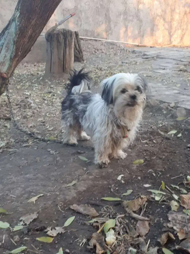 سگ ماده تریر|سگ|محمدیه-قزوین, |دیوار