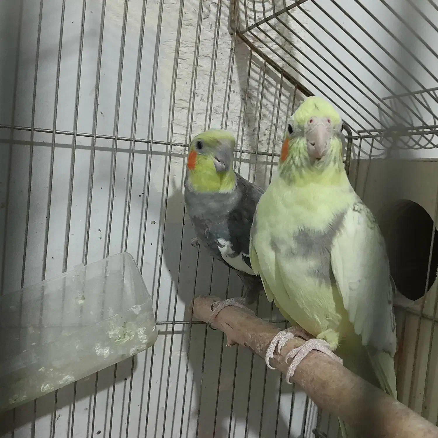 فروش فوری عروس هلندی|پرنده|محمدیه-قزوین, |دیوار