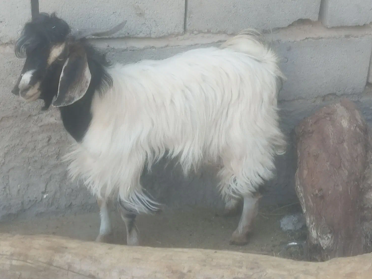 دو عدد نری یک کیسه|حیوانات مزرعه|ریگان, |دیوار