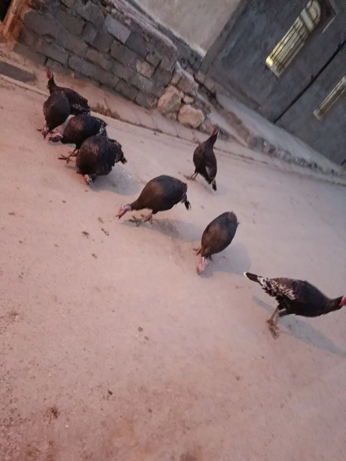 بوقلمو|حیوانات مزرعه|ازنا, |دیوار