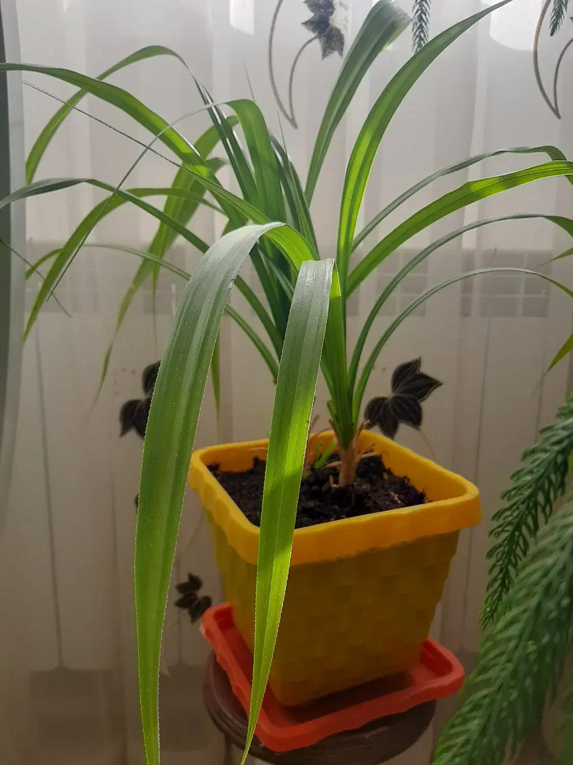 فروش گل طبیعی به علت جابه جایی|گل و گیاه طبیعی|بیرجند, |دیوار