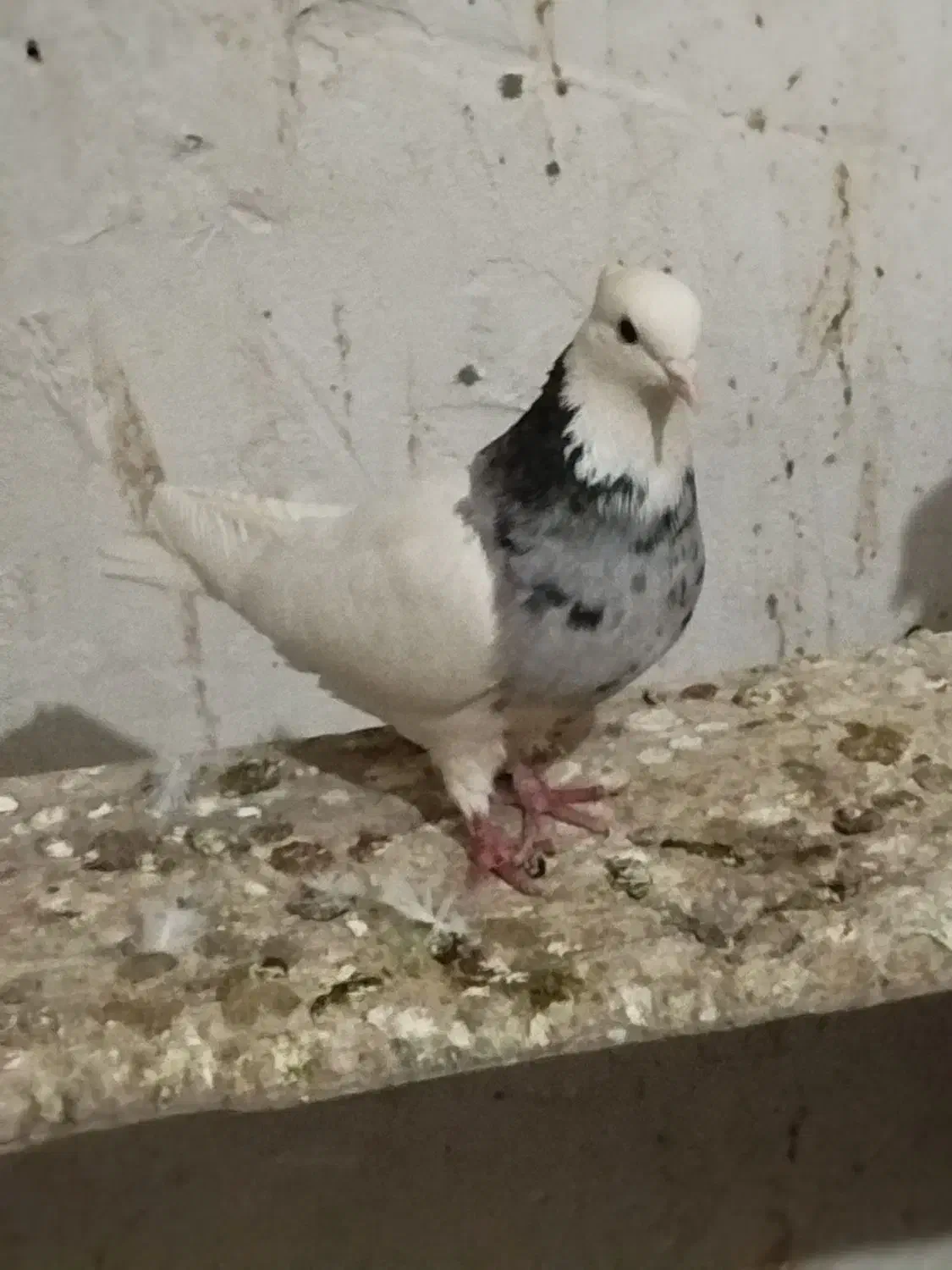 طوقی ماده .|پرنده|داران, |دیوار