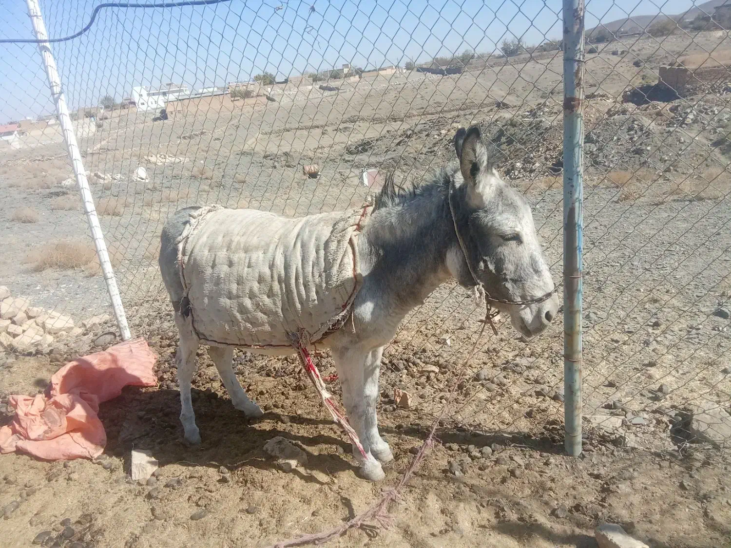 خر ماده آبستن خر گله|حیوانات مزرعه|میمه, |دیوار
