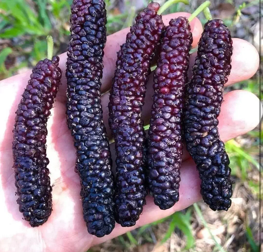 درخت گرمسیری|خدمات باغبانی و درختکاری|رامهرمز, |دیوار