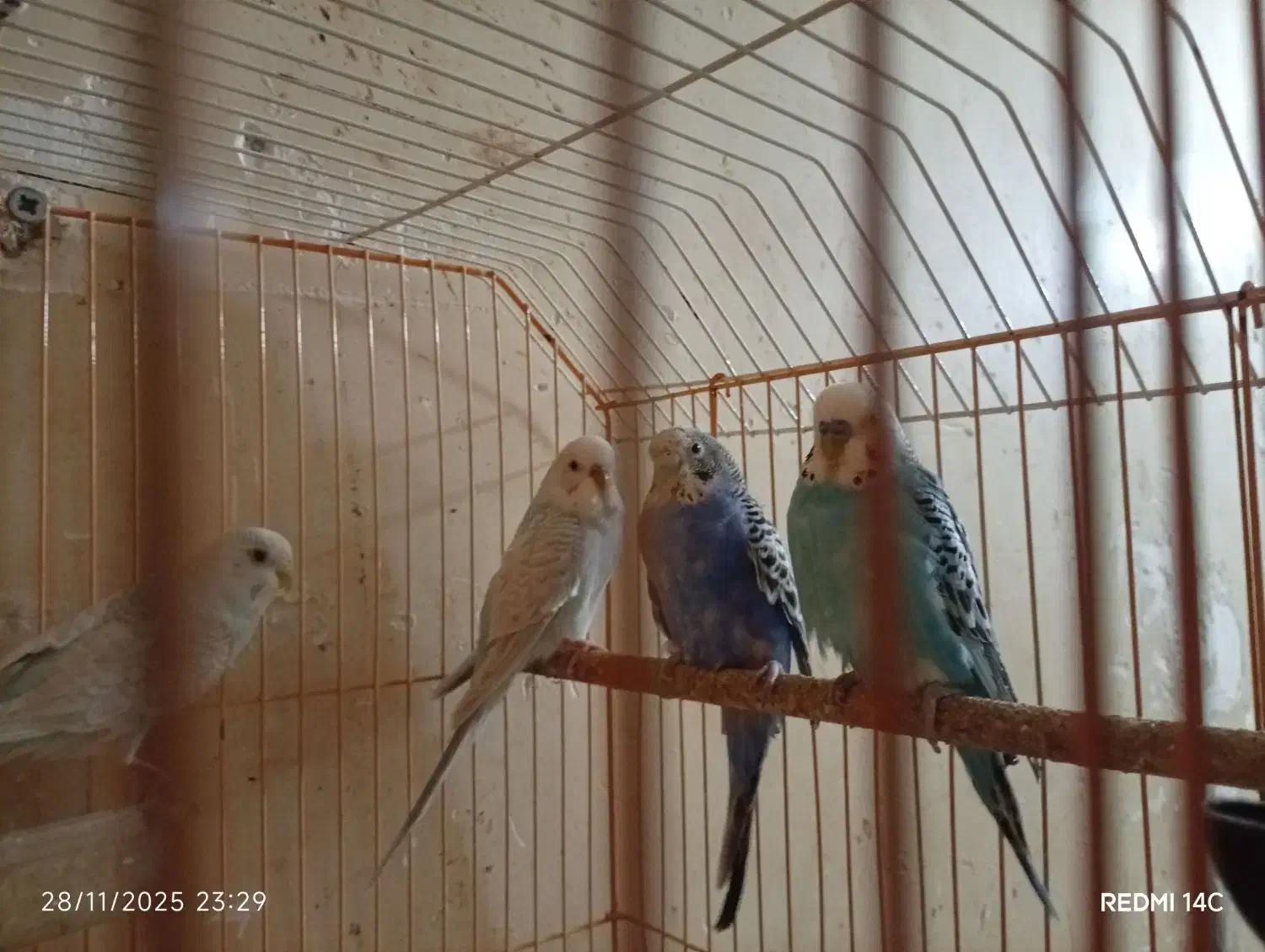 مرغ عشق|پرنده|آبادان, |دیوار