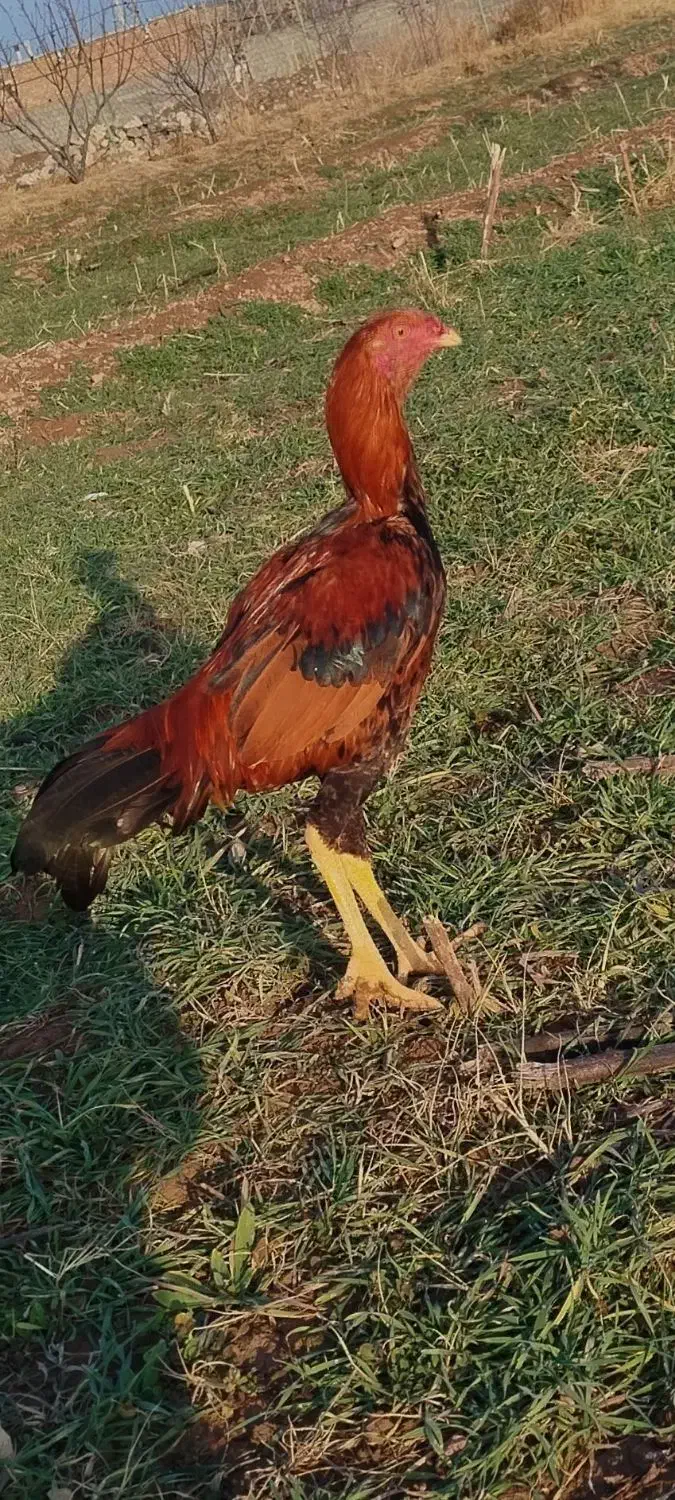 لاری ۷ماهه|حیوانات مزرعه|ایواوغلی, |دیوار