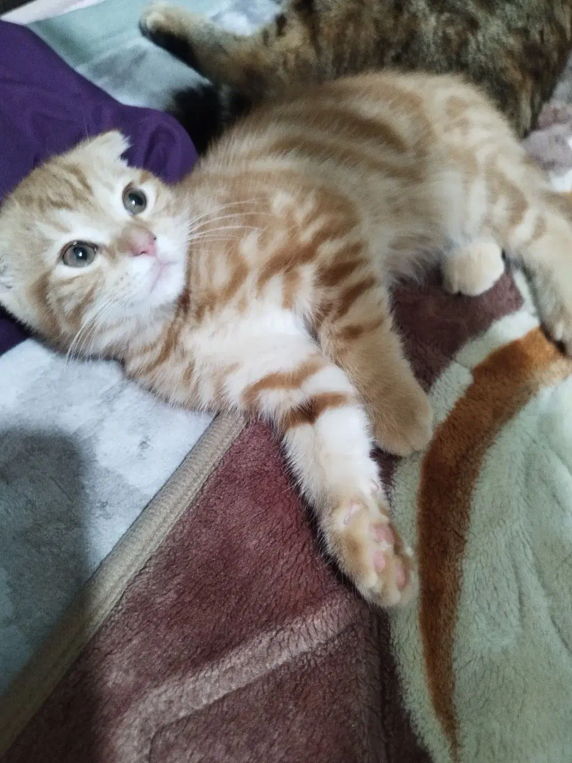 گربه اسکاتیش فولد گلد|گربه|بوشهر, |دیوار