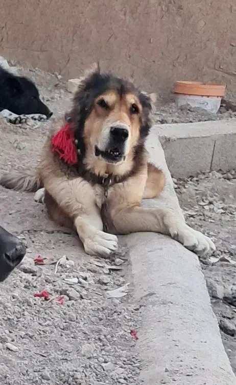 واگذاری نر سرابی|سگ|خمینیشهر, |دیوار