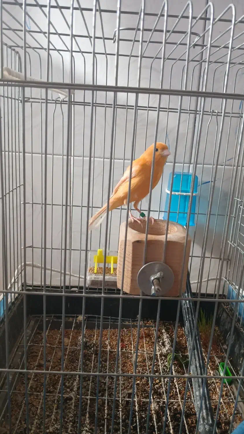 قناری سرخ نر|پرنده|مشهد, هدایت|دیوار