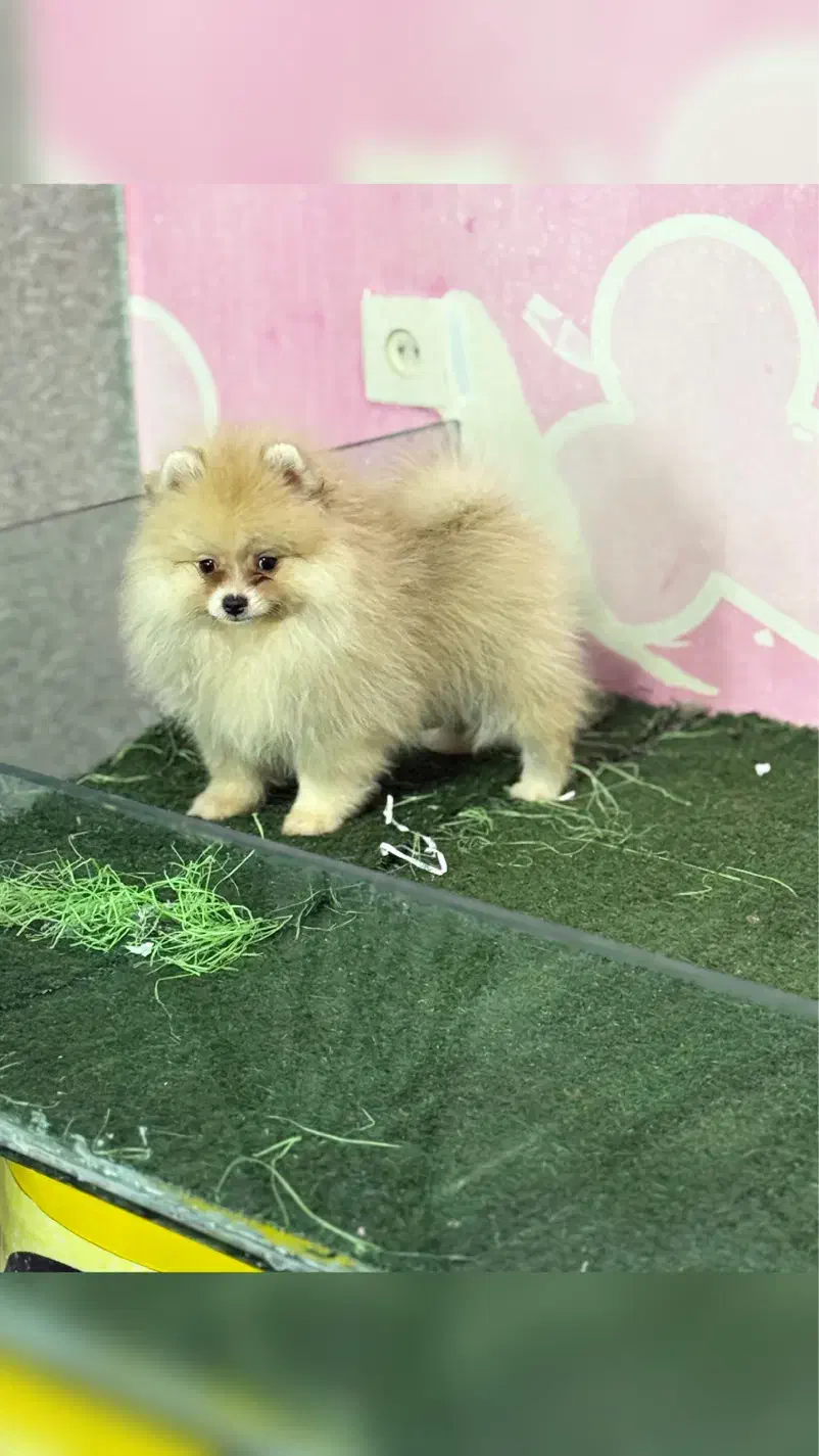 پامرانین خرسی|سگ|تهران, گلستان (شهرک راه آهن)|دیوار