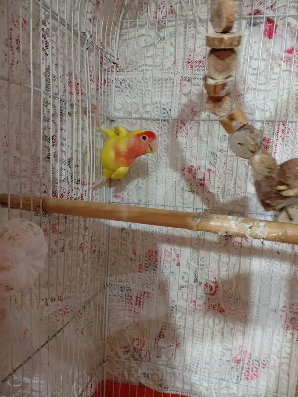 طوطی برزیلی|پرنده|رودسر, |دیوار