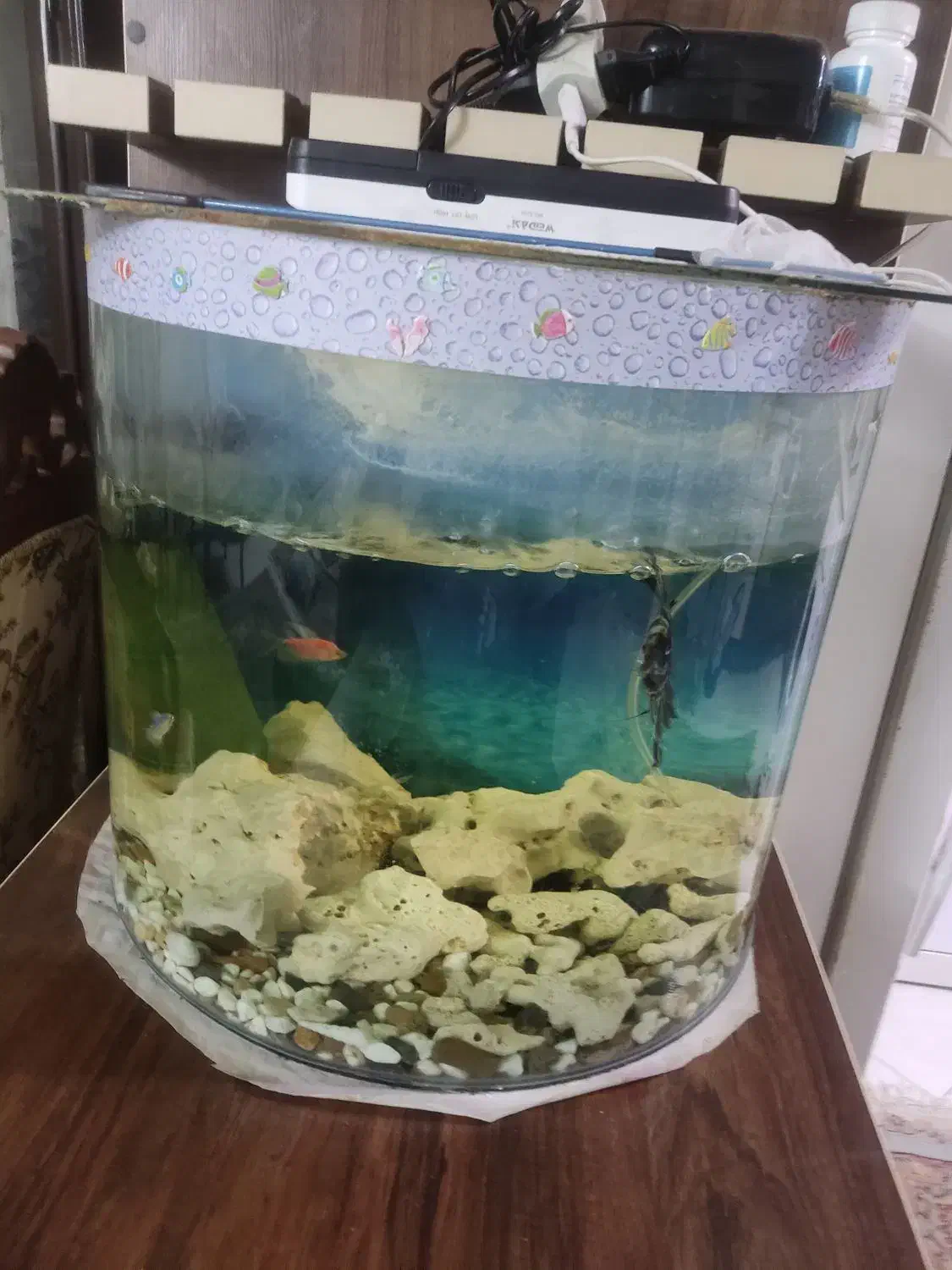 آکواریوم|ماهی|تهران, تهرانپارس غربی|دیوار