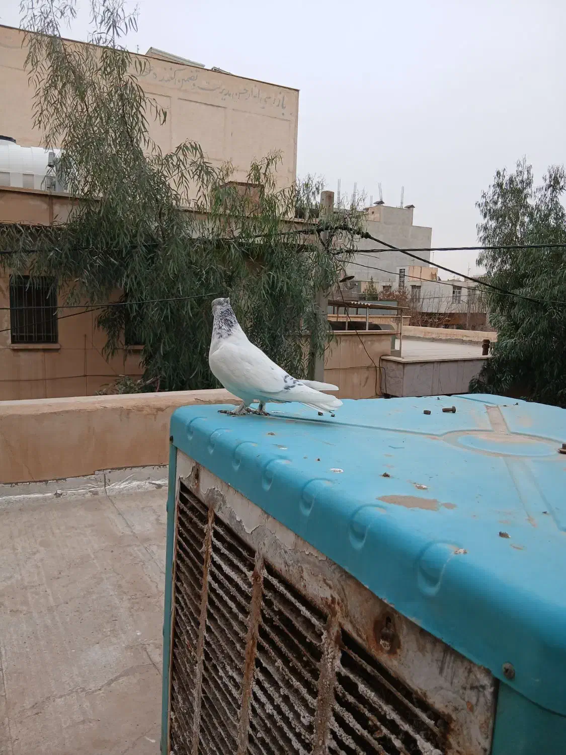 کفتر کلدار ماده مهر|پرنده|قم, باجک یک|دیوار