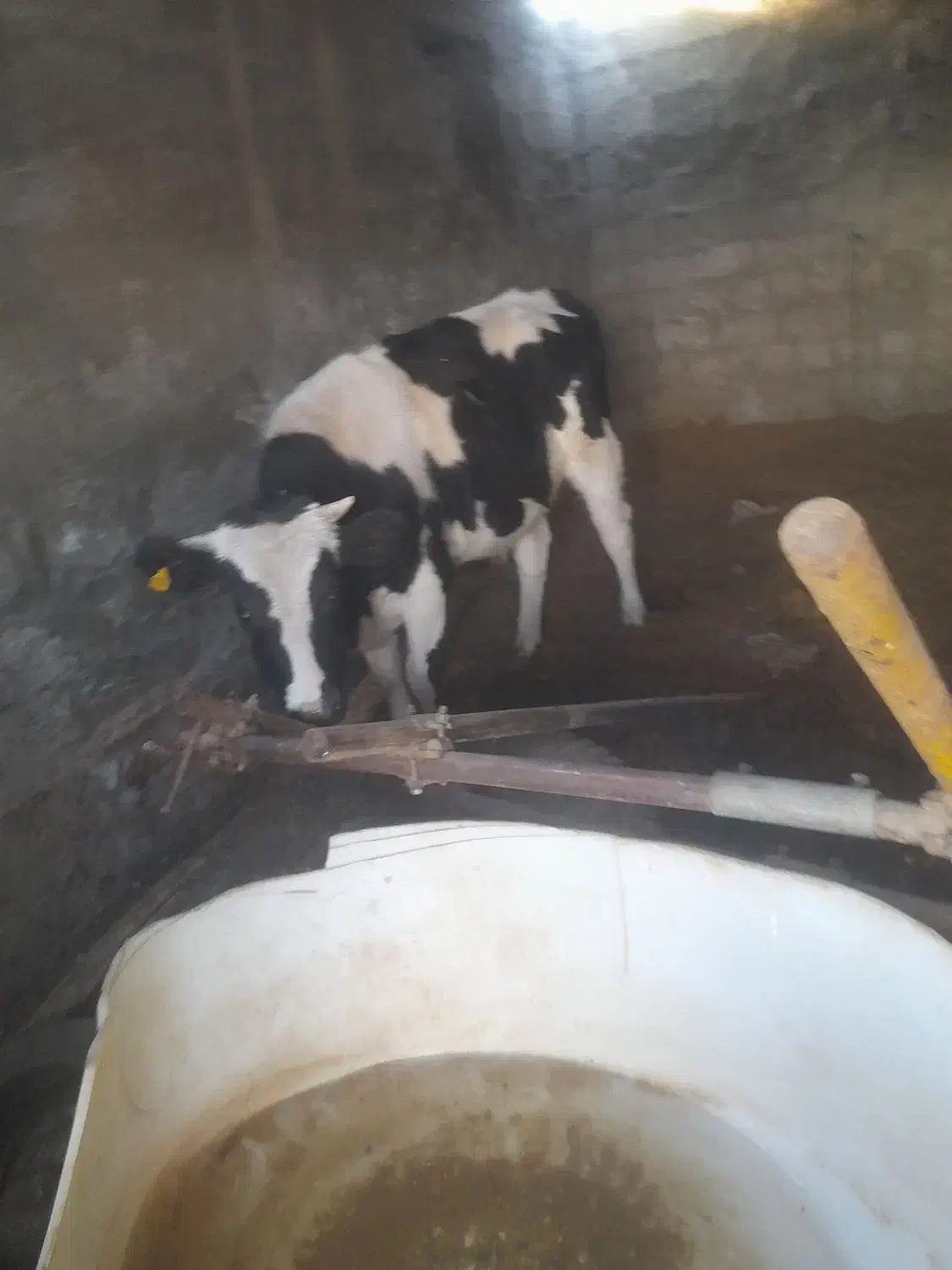 گوساله نر|حیوانات مزرعه|سربیشه, |دیوار