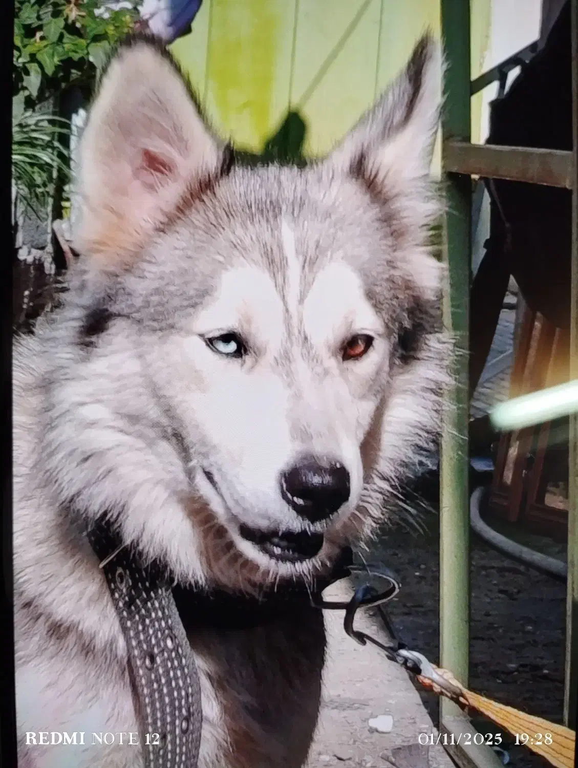 هاسکی ماده چشم نگین دار فوق العاده|سگ|املش, |دیوار