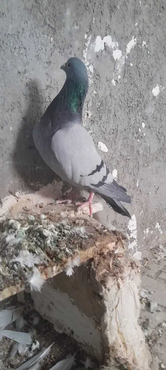 سبز وحشی نر|پرنده|تربتحیدریه, چهارراه خواف|دیوار