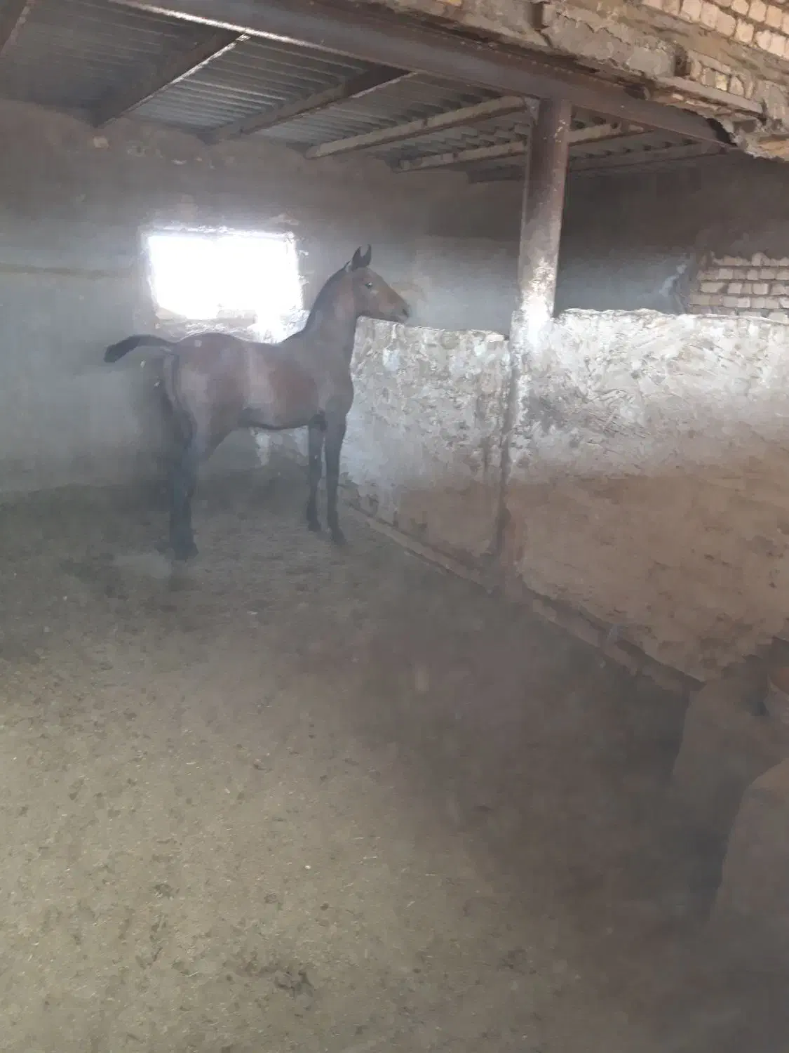 اسب فروشی|اسب و تجهیزات اسبسواری|اردکان, |دیوار